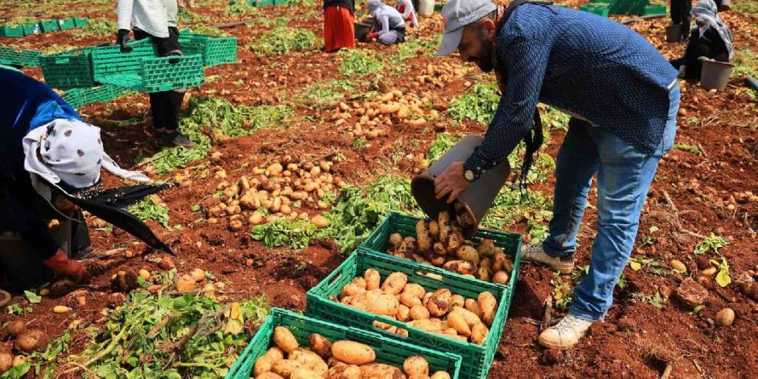 Turfanda ‘Sarı altın’ hasadı başladı! Dönüme 3 ton ürün alınıyor, kilosu 25 TL’den satılıyor 2